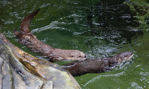 Otters Swimming