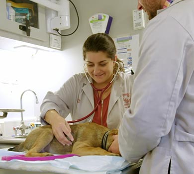 Veterinarians Checking Dog in Office