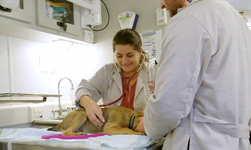 Veterinary Student Caring for Dog at MSU