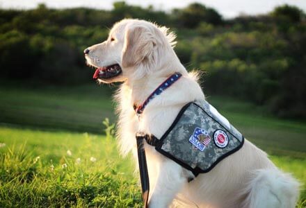 Valor Service Dog