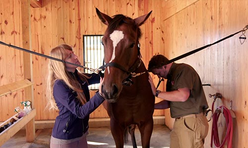 Owner and Veterinarian Checking Horse